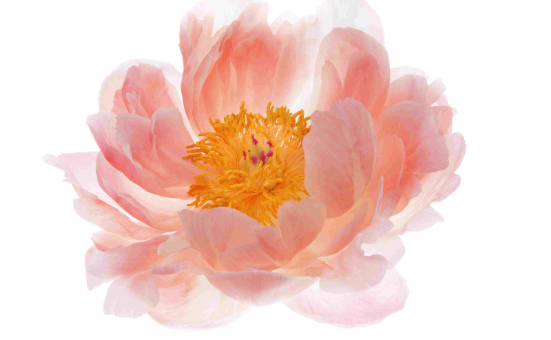 Peônia, flor perfeita