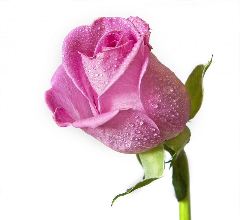 rosa