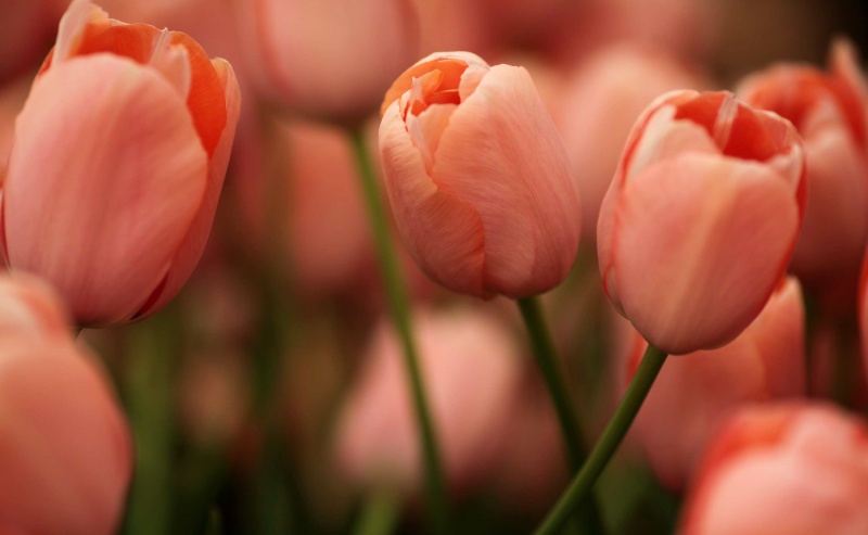 tulipas