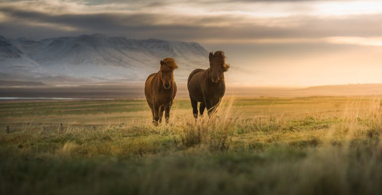 Cavalli islandesi sul campo