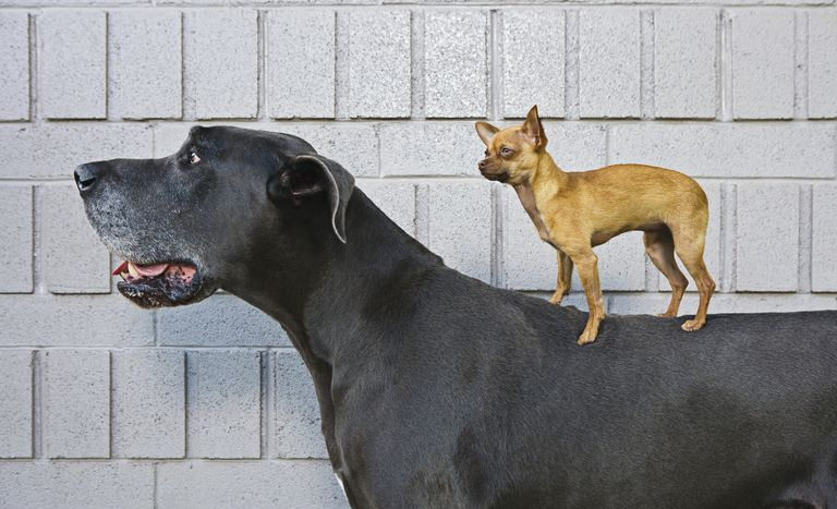 大型犬の上に立つ小型犬