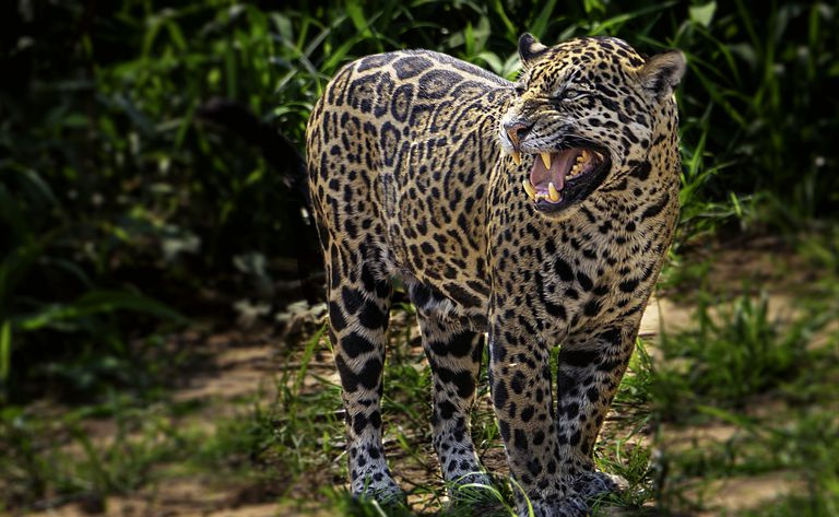 Malt jaguar i Brasil.