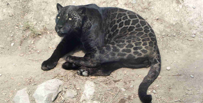 Svarte jaguarer forekommer naturlig i ville bestander.
