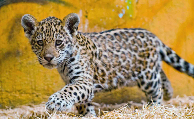 Jaguar-unger blir oppdaget.