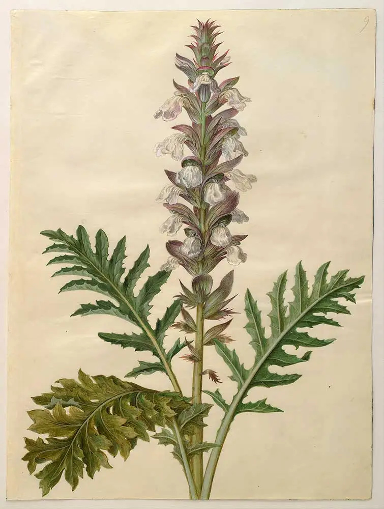   Hans Simon Holtzbecker Acanthus mollis