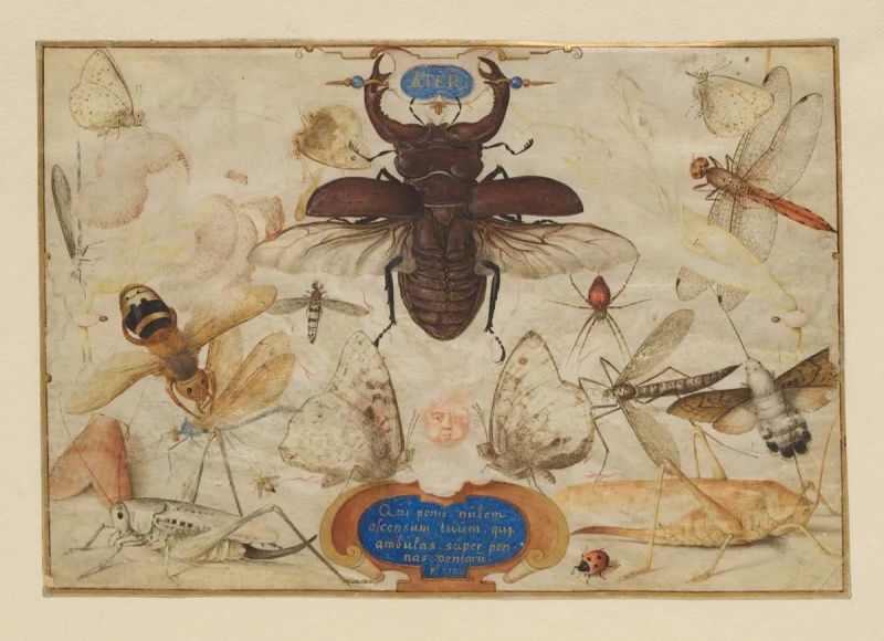 insecte-joris-hoefnagel