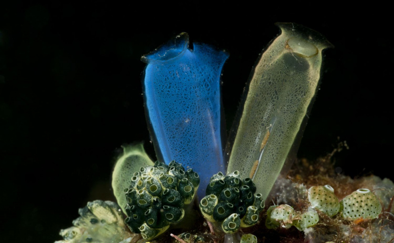 Jurgen Blue Club Tunicates / Sea Squirts