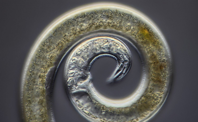 Nematode