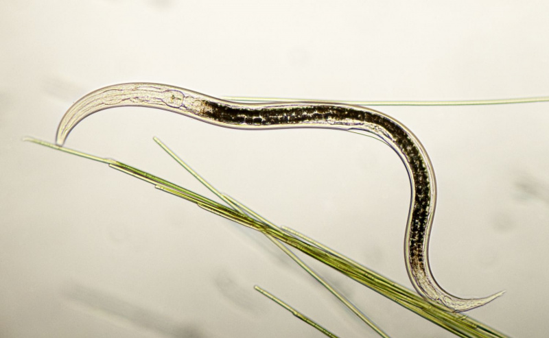 Nematodemikrograf