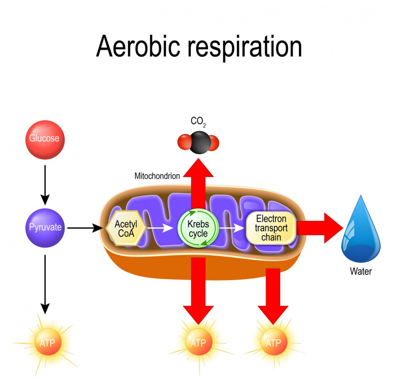 Respirazione cellulare aerobica