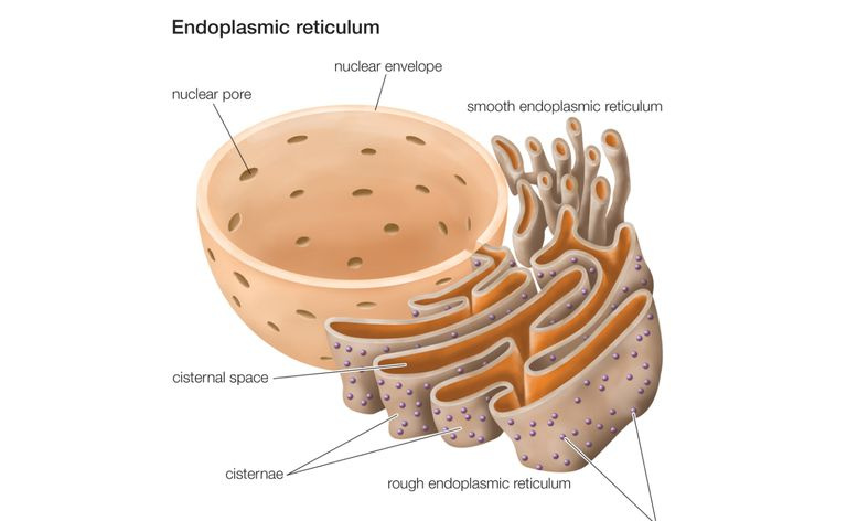 Retículo endoplasmático