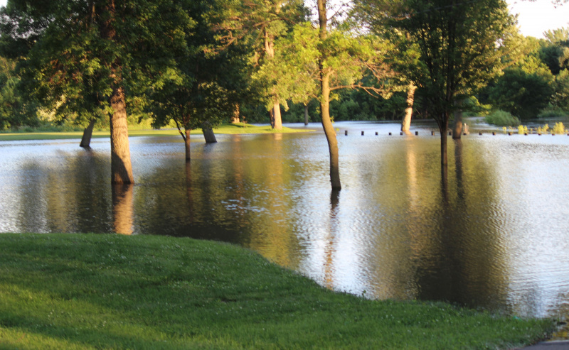 Arbres en rivière après inondation