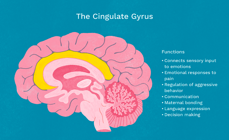 Der cinguläre Gyrus.
