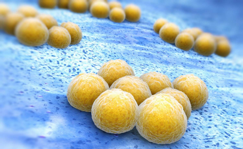 黄色ブドウ球菌（MRSA）