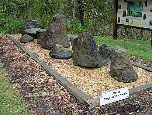 Première forêt