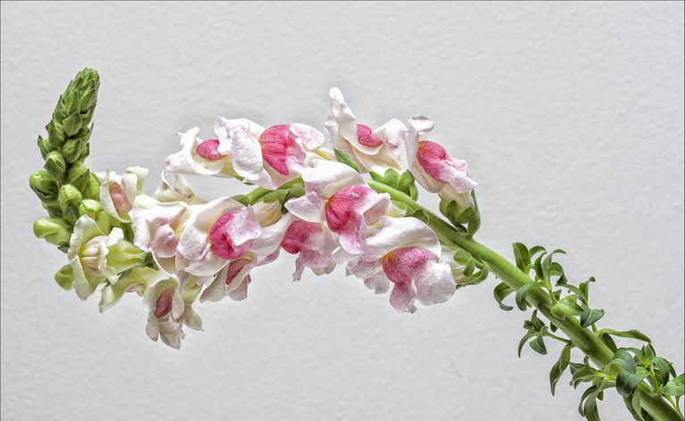 Snapdragon zieds (Antirrhinum) zied