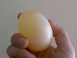 Et gummiert egg