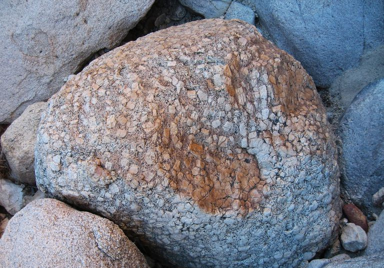 カリフォルニアの木の巨晶;ガラガラヘビ キャニオン