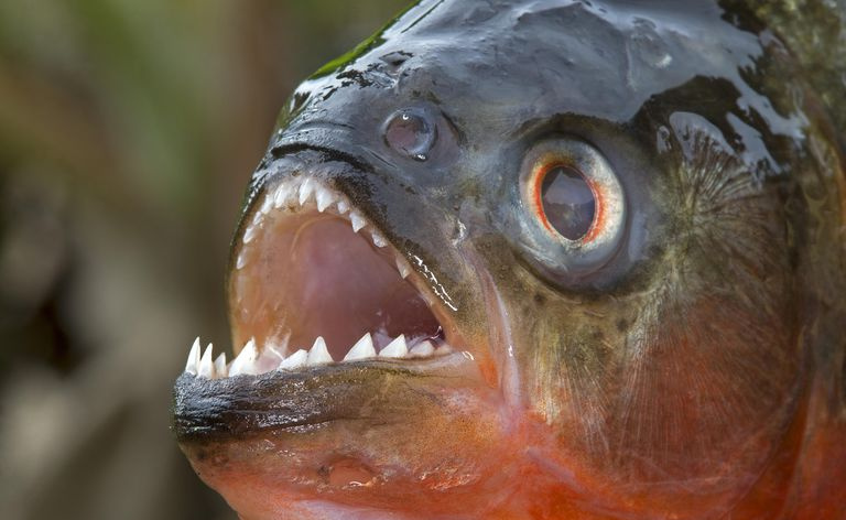 Piranha med rød mage