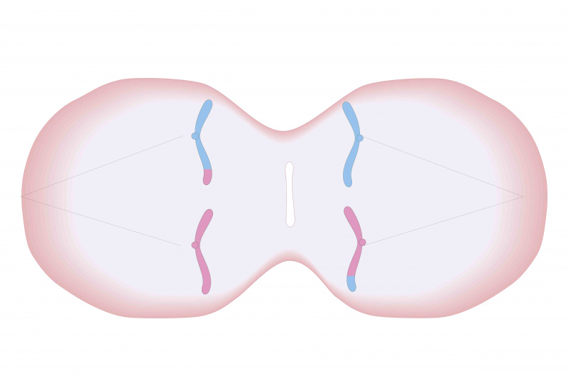 Mejozes šķērsgriezuma biomedicīnas ilustrācija ar dublētām hromosomām, kas ir sarindotas un pievienojas vairāk pavedienu, atdalot dublētās hromosomas, veidojot divas atsevišķas hromosomas