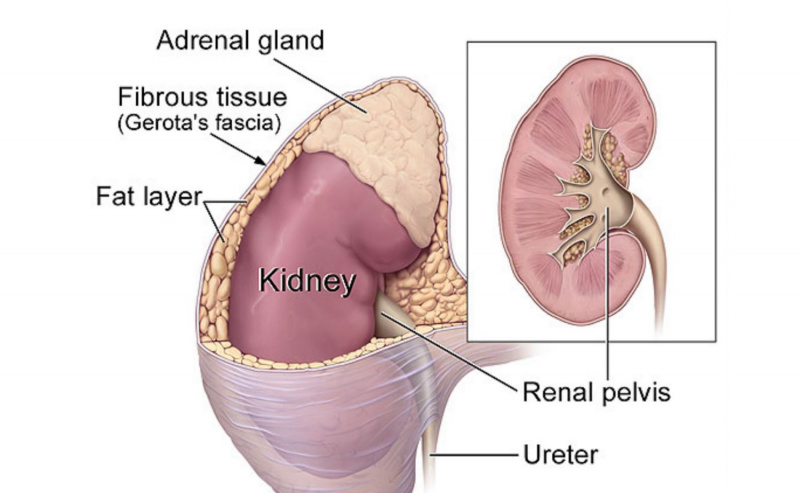 Anatomía del riñón