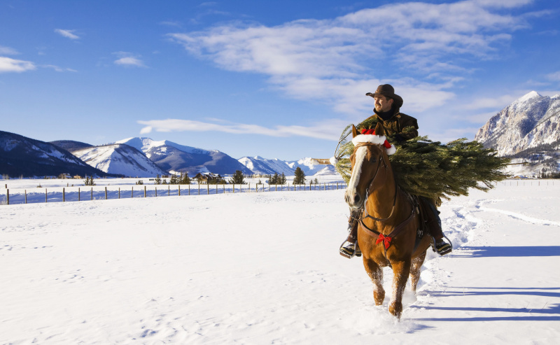 Para ciągnie choinkę na koniu na swoje ranczo w pobliżu Crested Butte, Kolorado, Góry Skaliste, zima