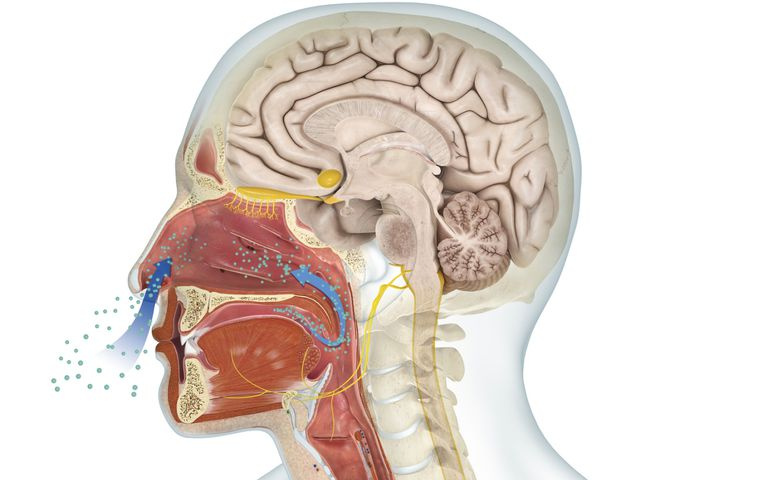 Ilustración digital del sistema olfativo humano.