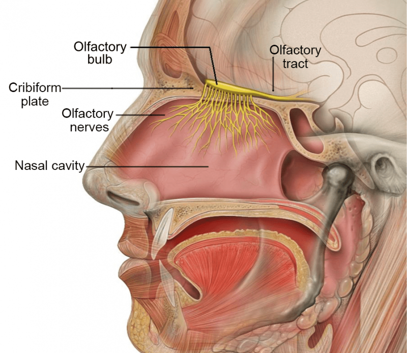 Ilustración digital que muestra la anatomía del sistema olfativo humano.