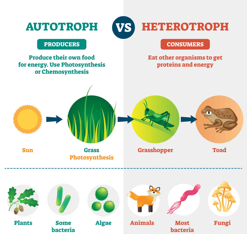 Ilustracja wektorowa heterotrofów i autotrofów. Oznaczony podział biologiczny.