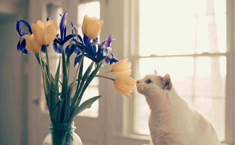 Gato blanco que huele un ramo de flores