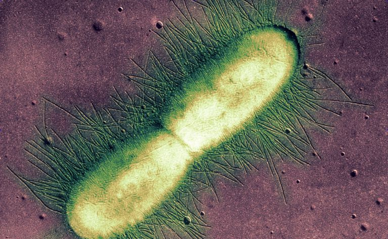bactéria E. coli