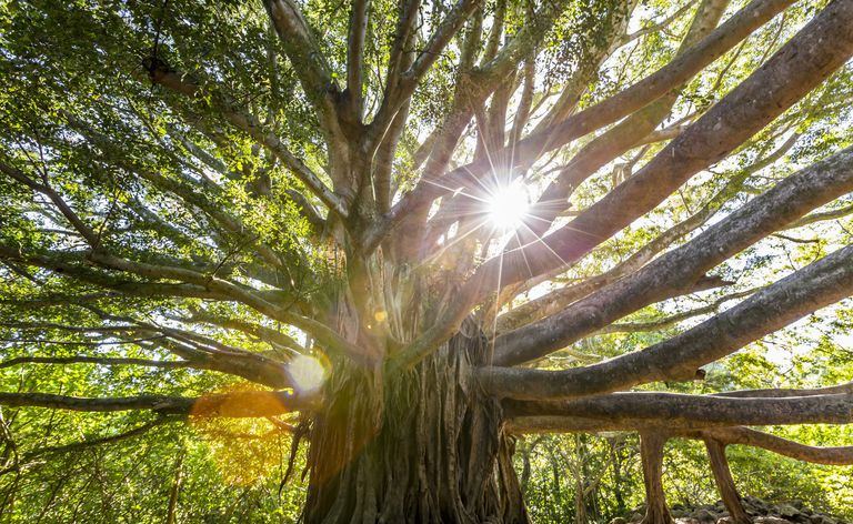 Drzewo Banyan