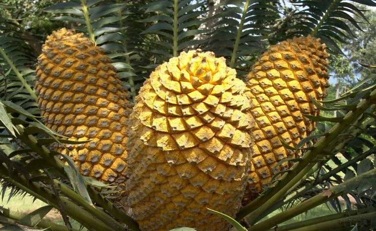 Cycad konusi