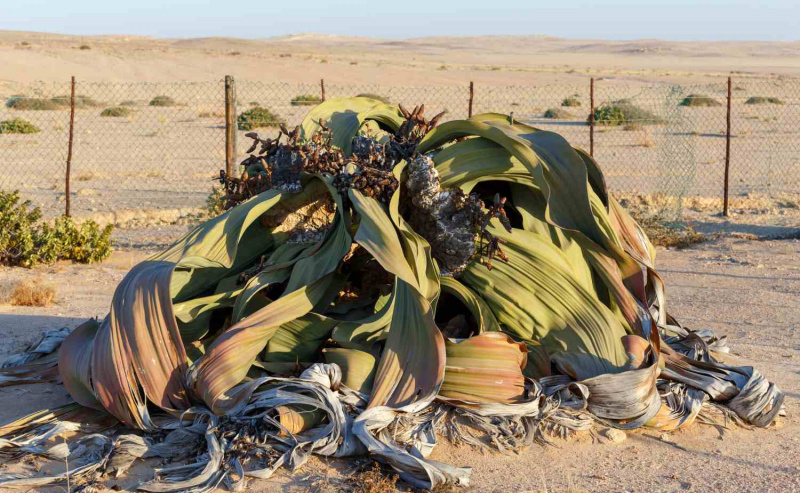 Welwitschia mirabilis