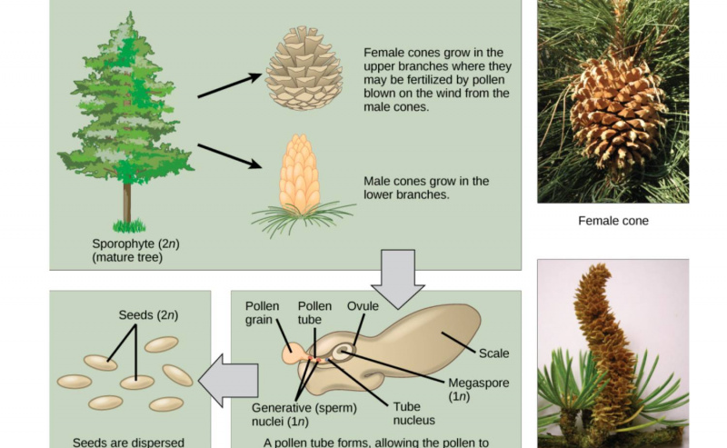 Gymnosperm reprodukcija