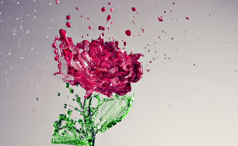 Haben Sie Rosen? Erfahren Sie, wie Sie sie verwenden, um hausgemachtes Rosenwasser herzustellen.