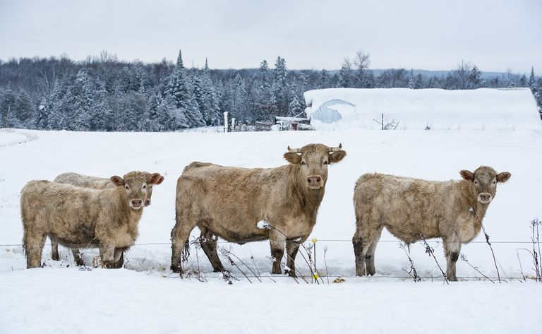 Vacas na neve