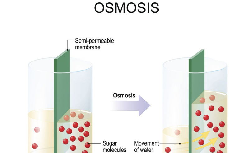 Osmose
