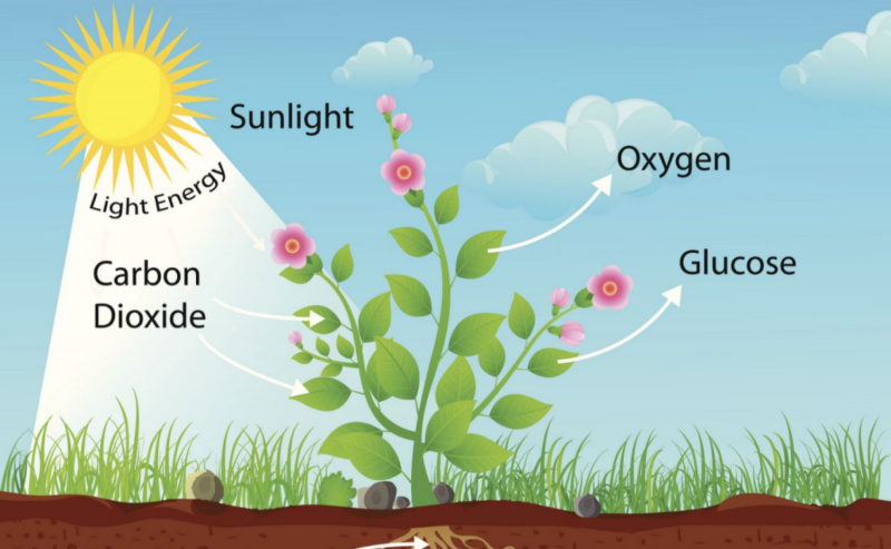 Photosynthèse