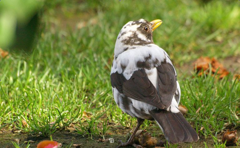 Amsel mit Leuzismus