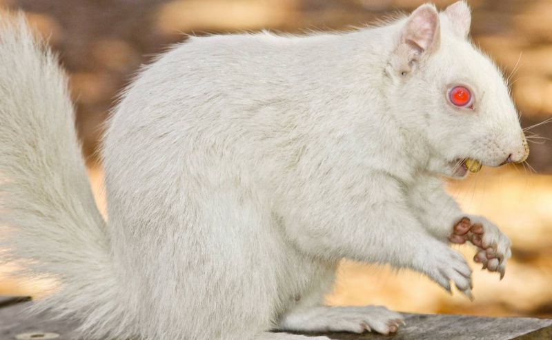 Albino-Eichhörnchen