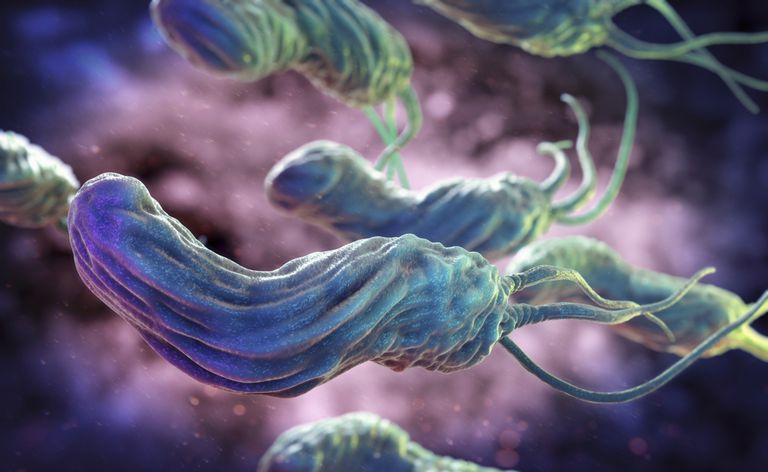 Helicobacter pylori