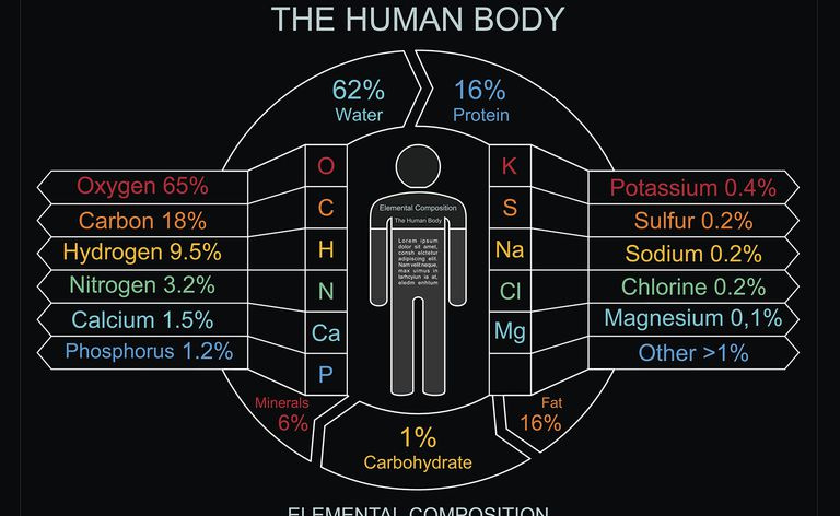composizione del corpo umano