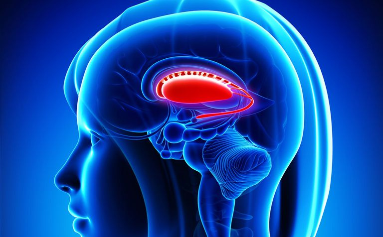 Basal Ganglia