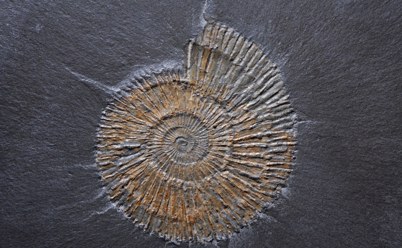 Ammonittfossil i skifer