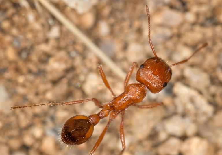 El insecto más venenoso del mundo es la hormiga cosechadora.