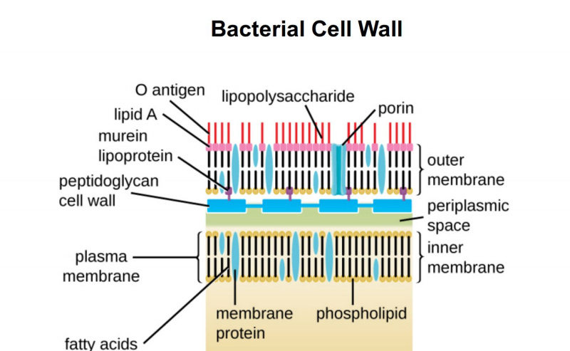 Paroi cellulaire à Gram négatif