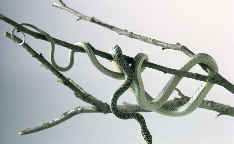 serpiente voladora