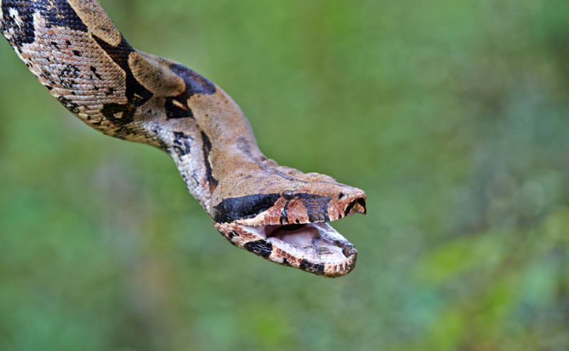 buen constrictor
