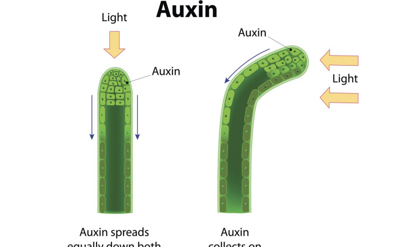 Fototropismo delle auxine